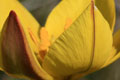 <i>Tulipa australis</i>